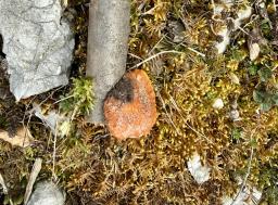 Pycnoporus cinnabarinus
