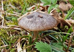 Entoloma plebeioides
