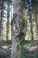 Neonectria ditissima