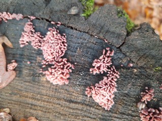 Ascocoryne sarcoides