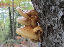 Pholiota adiposa