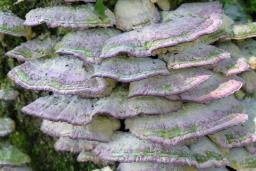 Trichaptum biforme
