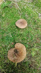 Tapinella atrotomentosa
