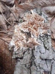 Trametopsis cervina