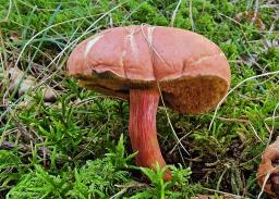 Rheubarbariboletus armeniacus