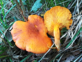 Omphalotus olearius