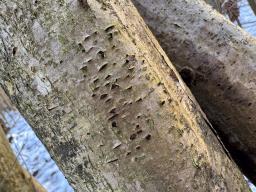 Sillia ferruginea