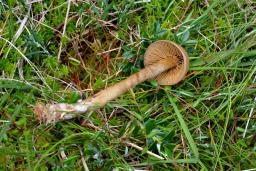 Cortinarius chrysolitus