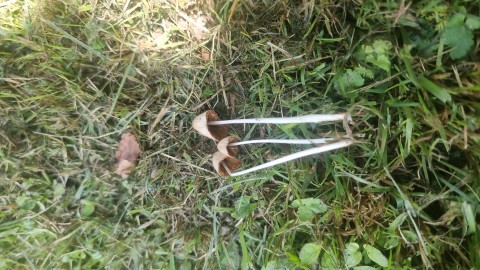 Conocybe apala