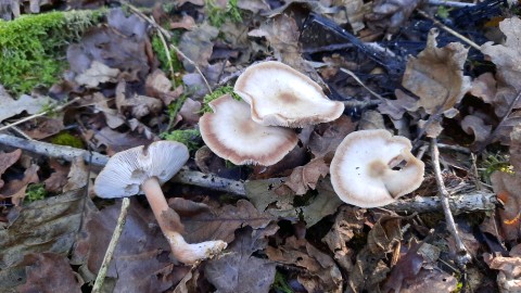 Rhodocollybia asema