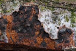 Enchnoa infernalis