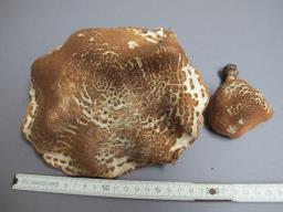 Echinoderma asperum