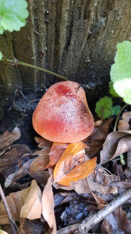 Fistulina hepatica