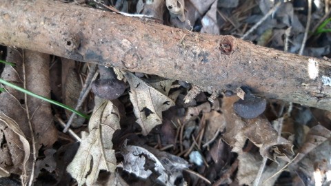 Daldinia vernicosa