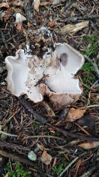 Sarcodon imbricatus