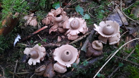 Geastrum triplex