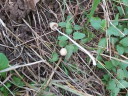 Conocybe apala