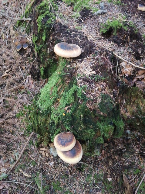 Tapinella atrotomentosa