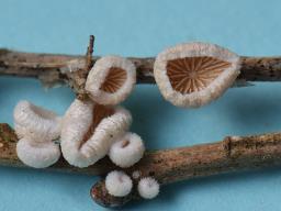 Chaetocalathus craterellus