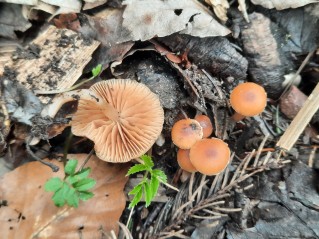 Tubaria furfuracea
