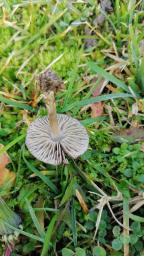 Entoloma chalybeum