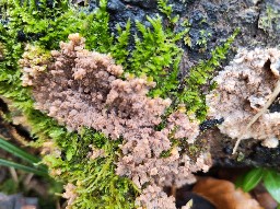 Phlebia radiata