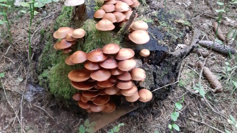 Kuehneromyces mutabilis