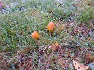 Hygrocybe conica