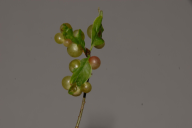 Cynips quercusfolii