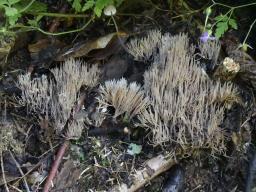 Pterula multifida