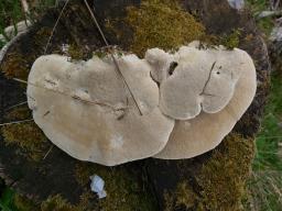 Trametes gibbosa