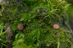 Octospora lilacina