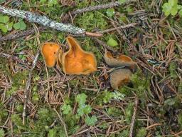 Caloscypha fulgens