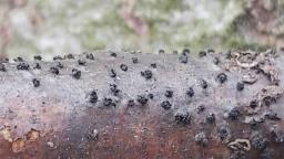 Peroneutypa scoparia