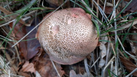 Xerocomellus chrysenteron