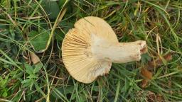 Russula faginea