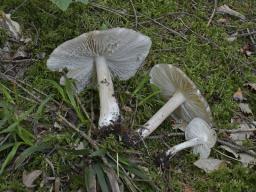 Megacollybia platyphylla