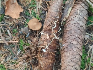 Strobilurus esculentus