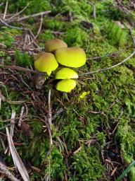Cortinarius venetus