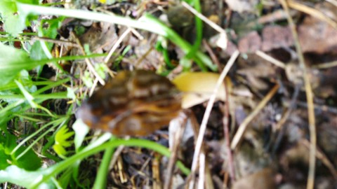 Verpa bohemica