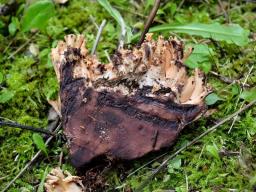Ramaria bataillei