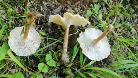 Infundibulicybe costata