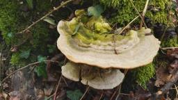 Trametes gibbosa