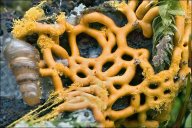 Hemitrichia serpula