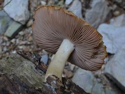 Cystoagaricus lepidotoides