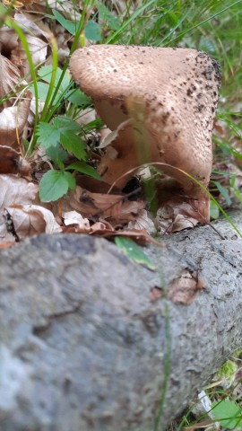 Echinoderma asperum
