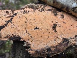 Rhodonia placenta