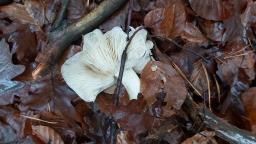 Tricholoma portentosum