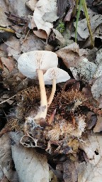 Gymnopus dryophilus