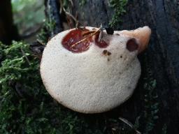 Fistulina hepatica